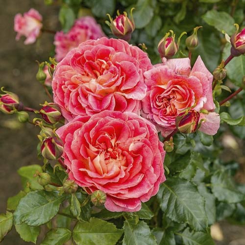 Růže floribunda Designer Sunset®, C3 obrázek 1 artikel 4984
