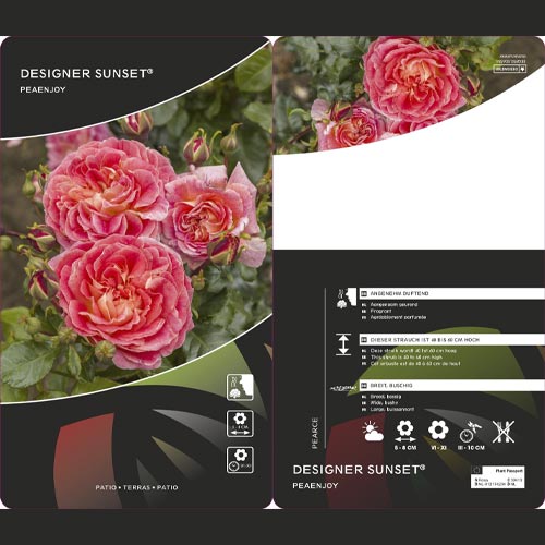 Růže floribunda Designer Sunset®, C3 obrázek 2 artikel 4984