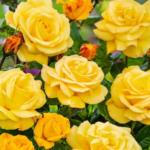 Růže velkokvětá Arthur Bell obrázek 1 artikel 2188