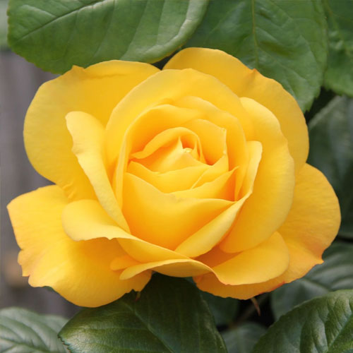 Růže velkokvětá Arthur Bell obrázek 2 artikel 2188