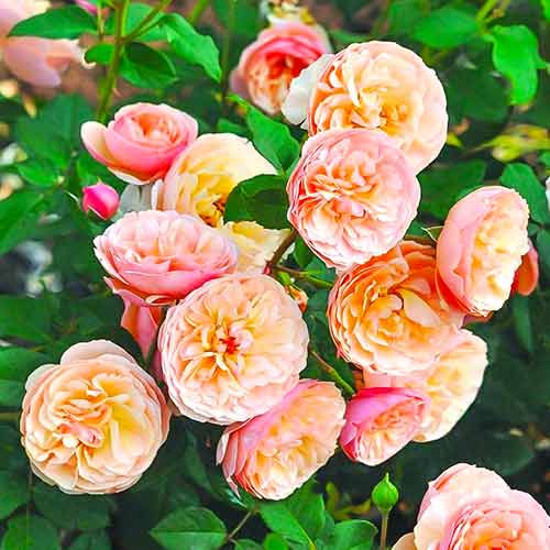 Růže floribunda Eveline Wild obrázek 1 artikel 4995