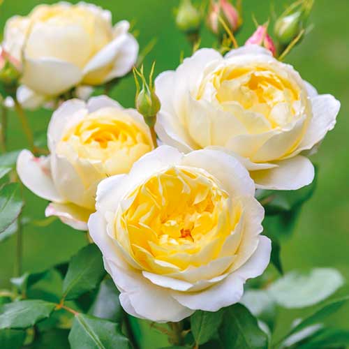 Růže floribunda Floral Fashion artikel fotografie 1 Růže floribunda Floral Fashion obrázek 1 artikel 4990