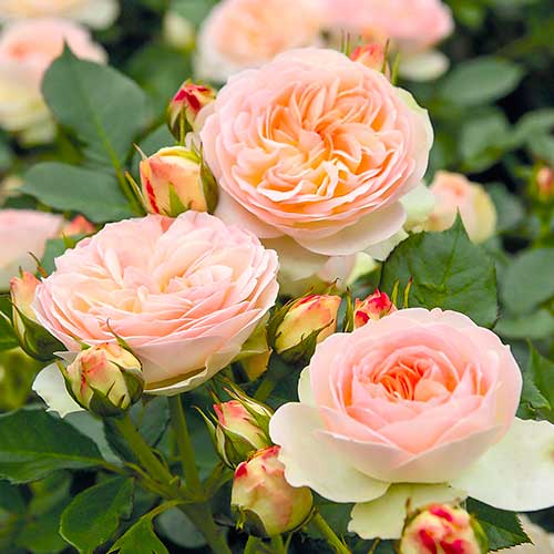 Růže floribunda Fun Fashion ®, C3 artikel fotografie 1 Růže floribunda Fun Fashion ®, C3 obrázek 1 artikel 4991
