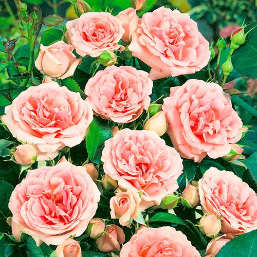 Růže floribunda Kimono, root ball obrázek 1 artikel 2253