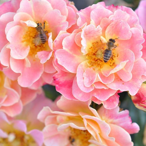 Růže floribunda Mella Exotic artikel fotografie 1 Růže floribunda Mella Exotic obrázek 1 artikel 4974