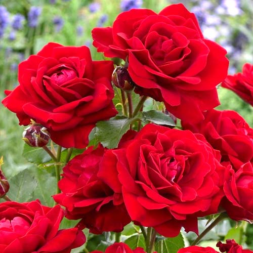 Růže floribunda Nina, root ball obrázek 1 artikel 2196