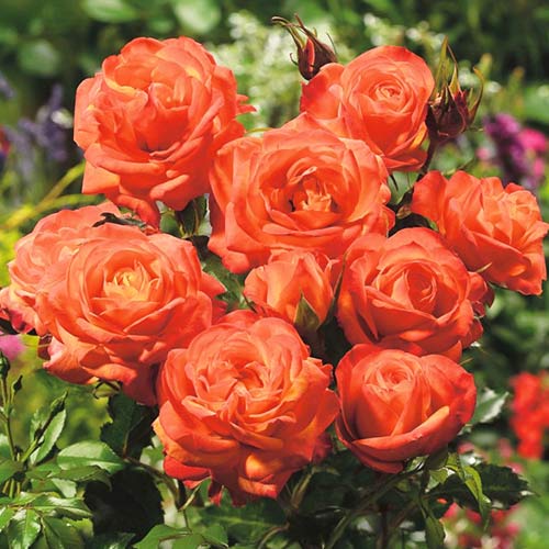 Růže floribunda Orange, root ball obrázek 1 artikel 3608