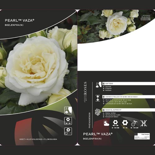 Růže floribunda Pearl Vaza®, C3 obrázek 2 artikel 4977