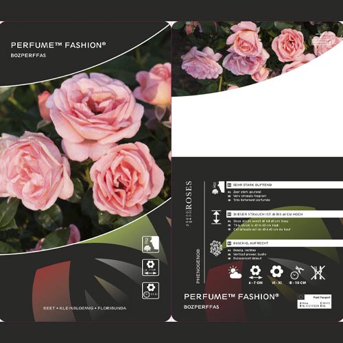 Růže floribunda Perfume Fashion®, C3 obrázek 2 artikel 4978