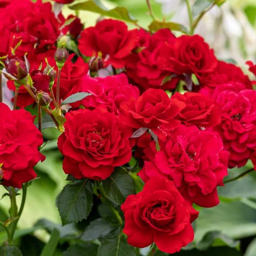 Růže floribunda Red, C3 artikel fotografie 1 Růže floribunda Red, C3 obrázek 1 artikel 3612