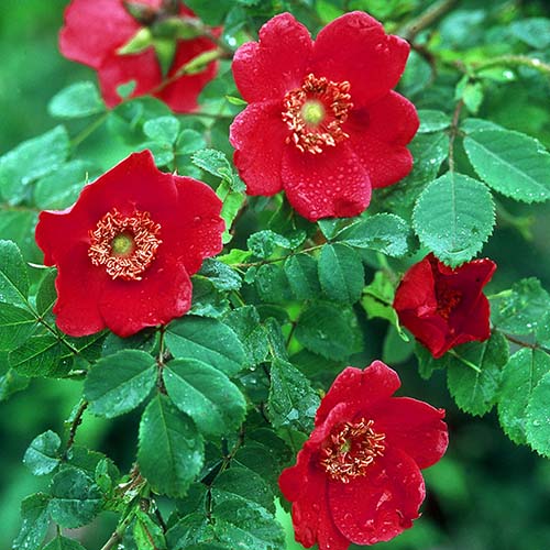 Růže floribunda Scarlet Winter Jewel artikel fotografie 1 Růže floribunda Scarlet Winter Jewel obrázek 1 artikel 4981