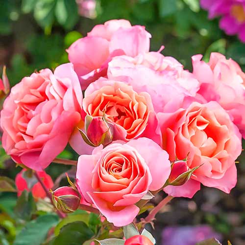 Růže floribunda Trendy Fashion artikel fotografie 1 Růže floribunda Trendy Fashion obrázek 1 artikel 4982