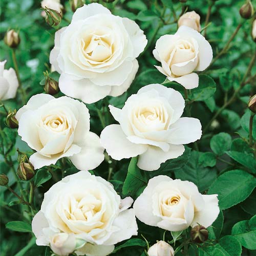 Růže floribunda White, root ball obrázek 1 artikel 3613