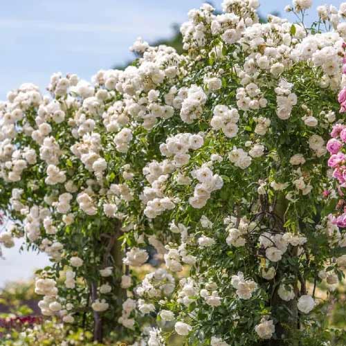 Růže pnouca Climbing Iceberg, root ball obrázek 1 artikel 2148
