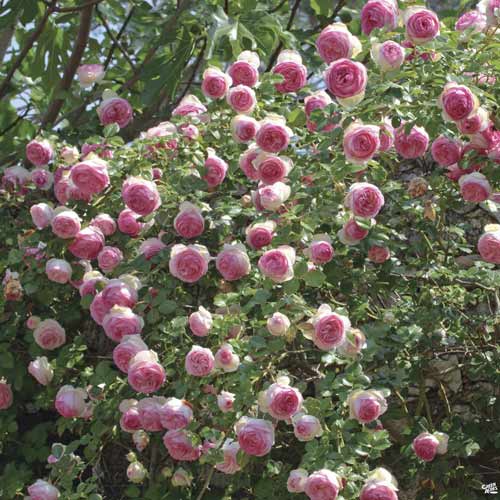 Růže pnouca Eden Rose®, C3 obrázek 1 artikel 4559