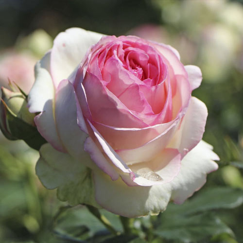 Růže pnouca Eden Rose®, C3 obrázek 2 artikel 4559