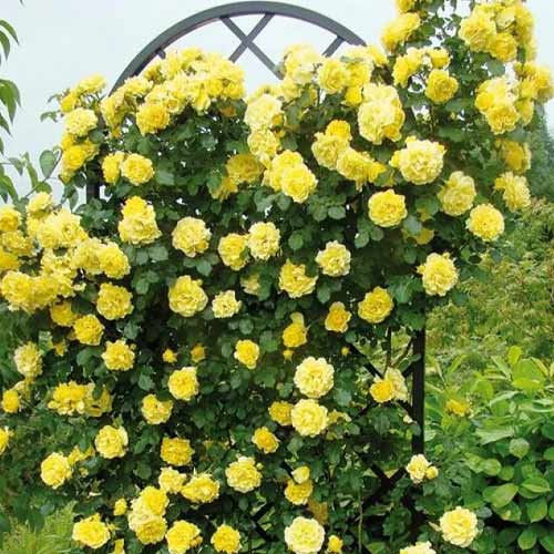 Růže pnouca Golden Showers, root ball artikel fotografie 1 Růže pnouca Golden Showers, root ball obrázek 1 artikel 2157