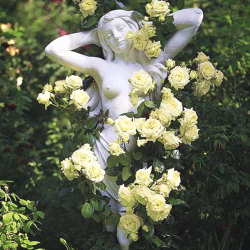 Růže pnouca Green obrázek 1 artikel 2162