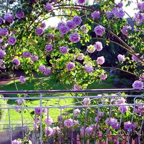 Růže pnouca Indigoletta, root ball obrázek 1 artikel 2164