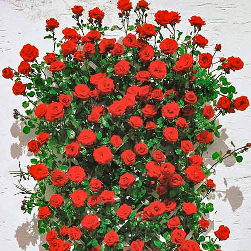 Růže pnouca Mushimara, root ball obrázek 1 artikel 2171