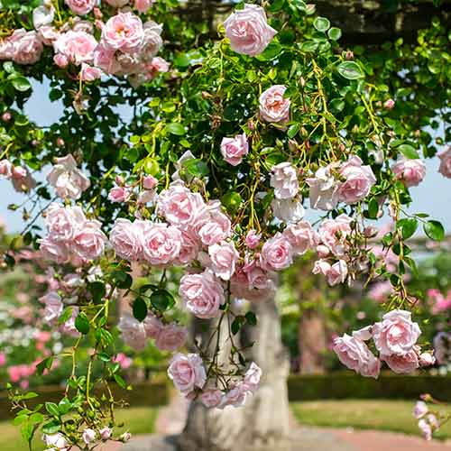 Růže pnouca New Dawn obrázek 1 artikel 2172