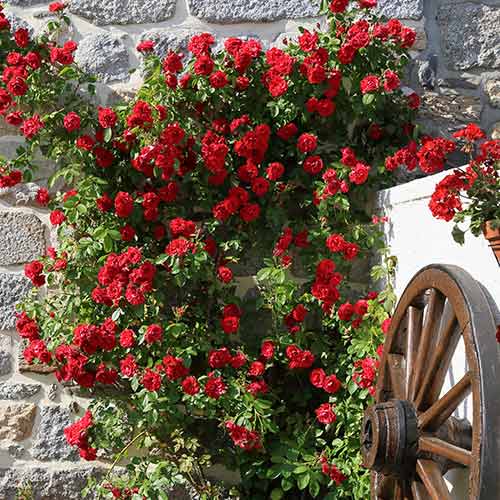 Růže pnouca Paul's Scarlet, root ball obrázek 1 artikel 2176