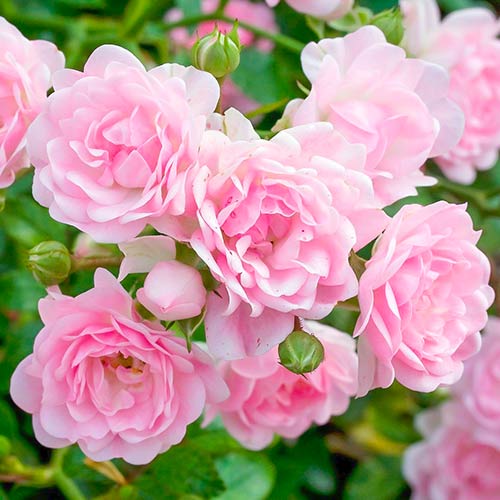 Růže The Fairy obrázek 1 artikel 5010