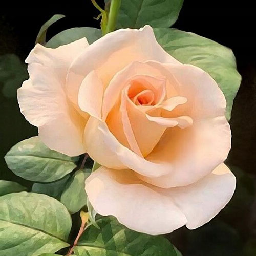 Růže velkokvětá Casanova, root ball obrázek 1 artikel 2120