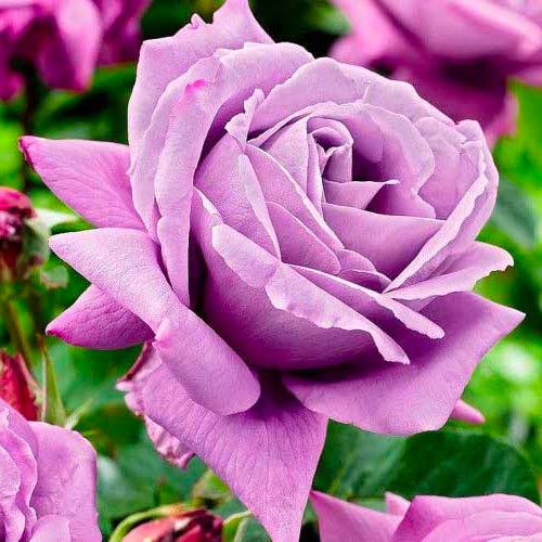 Růže velkokveta Charley obrázek 1 artikel 3657