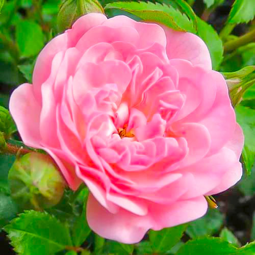 Růže velkokveta Fairy obrázek 1 artikel 3683