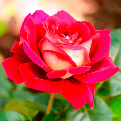 Růža (Rosa) velkokvětá Kronenburg  artikel fotografie 1 Růža (Rosa) velkokvětá Kronenburg  obrázek 1 artikel 2283