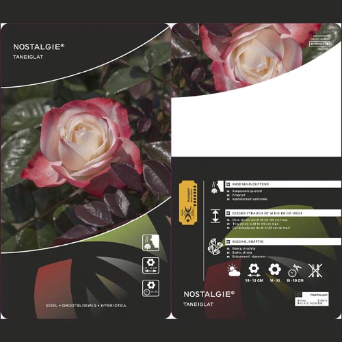 Růže velkokvětá Nostalgie®, C3 obrázek 2 artikel 4563