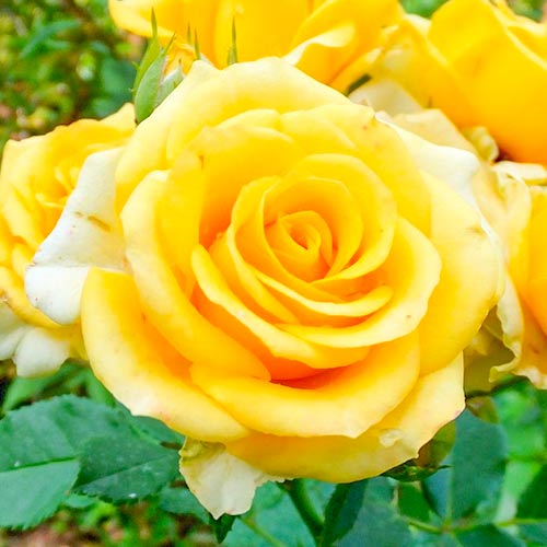 Růže velkokveta Old Gold obrázek 1 artikel 3666