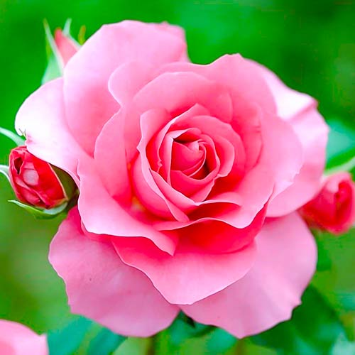 Růže velkokveta Queen of England obrázek 1 artikel 4987