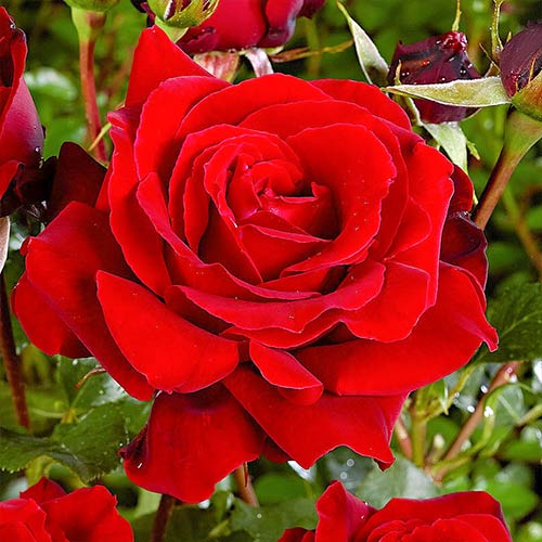 Růže velkokvětá Red, C3 artikel fotografie 1 Růže velkokvětá Red, C3 obrázek 1 artikel 3625