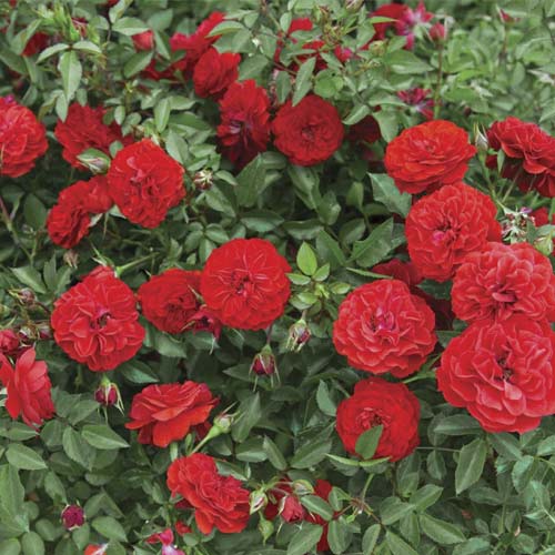 Růže mini Big Bang®, C5 obrázek 1 artikel 5552