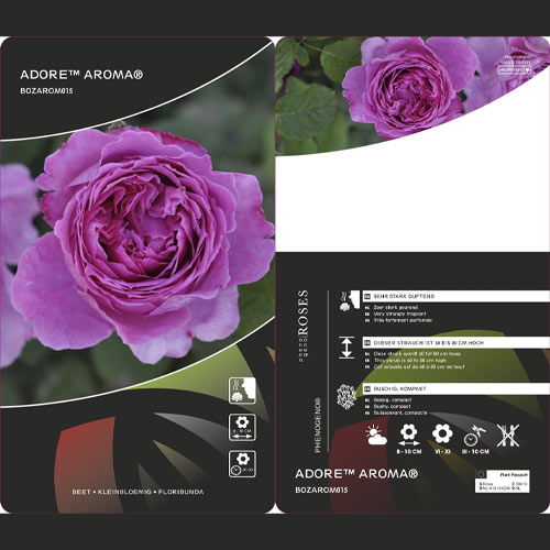 Růže floribunda Adore Aroma®, С3 obrázek 3 artikel 2065