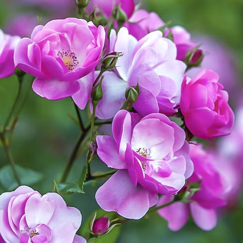 Růže floribunda Angelica obrázek 1 artikel 6203