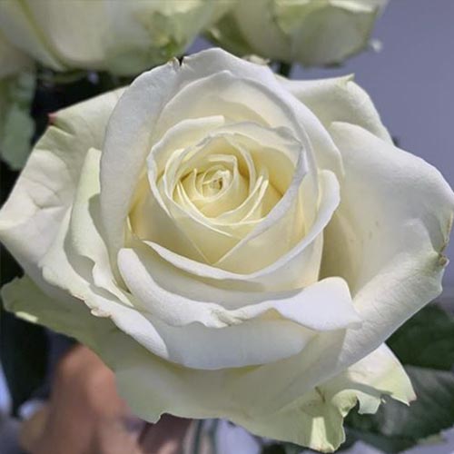 Růže floribunda Avalanche obrázek 1 artikel 6205