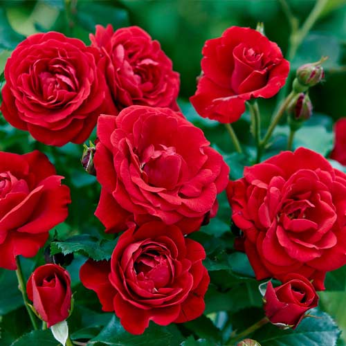 Růže floribunda Bordo artikel fotografie 1 Růže floribunda Bordo obrázek 1 artikel 5880