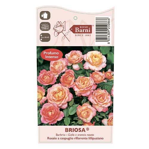 Růže floribunda Briosa®, C5 artikel fotografie 4 Růže floribunda Briosa®, C5 obrázek 4 artikel 6149