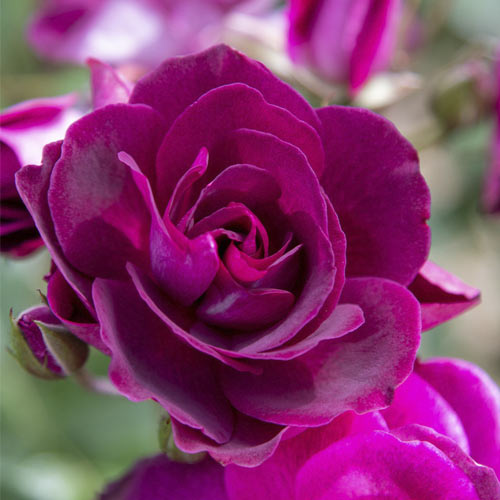 Růže floribunda Burgundy Iceberg®, C5 obrázek 1 artikel 6146