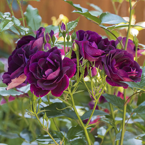 Růže floribunda Burgundy Iceberg®, C5 obrázek 3 artikel 6146