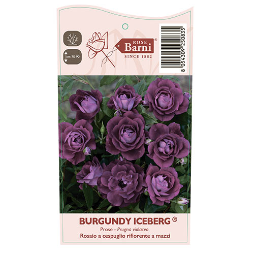 Růže floribunda Burgundy Iceberg®, C5 obrázek 5 artikel 6146