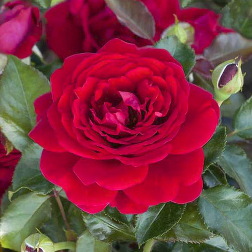 Růže floribunda Chic™ Fashion ®, С3 obrázek 1 artikel 6172