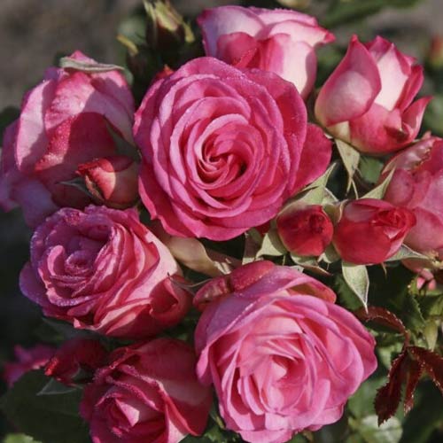 Růže floribunda Czeslaw Milosz® obrázek 1 artikel 6192