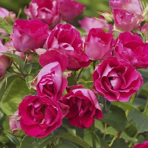 Růže floribunda Czeslaw Milosz® obrázek 3 artikel 6192