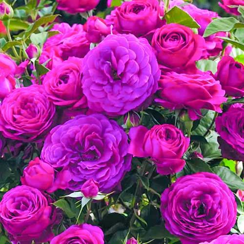 Růže floribunda Dark Pink obrázek 1 artikel 5882