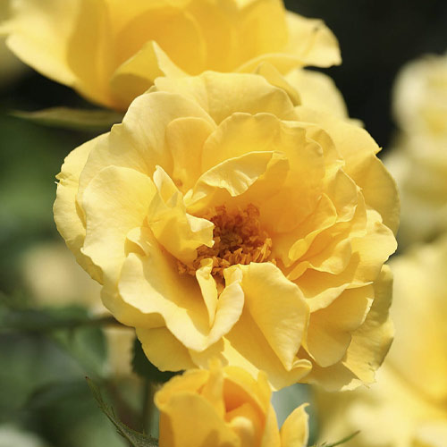 Růže floribunda Dark Yellow™ Vaza ®, С3 artikel fotografie 1 Růže floribunda Dark Yellow™ Vaza ®, С3 obrázek 1 artikel 6173