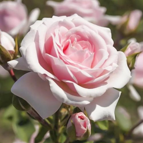 Růže floribunda Diadem artikel fotografie 1 Růže floribunda Diadem obrázek 1 artikel 6207